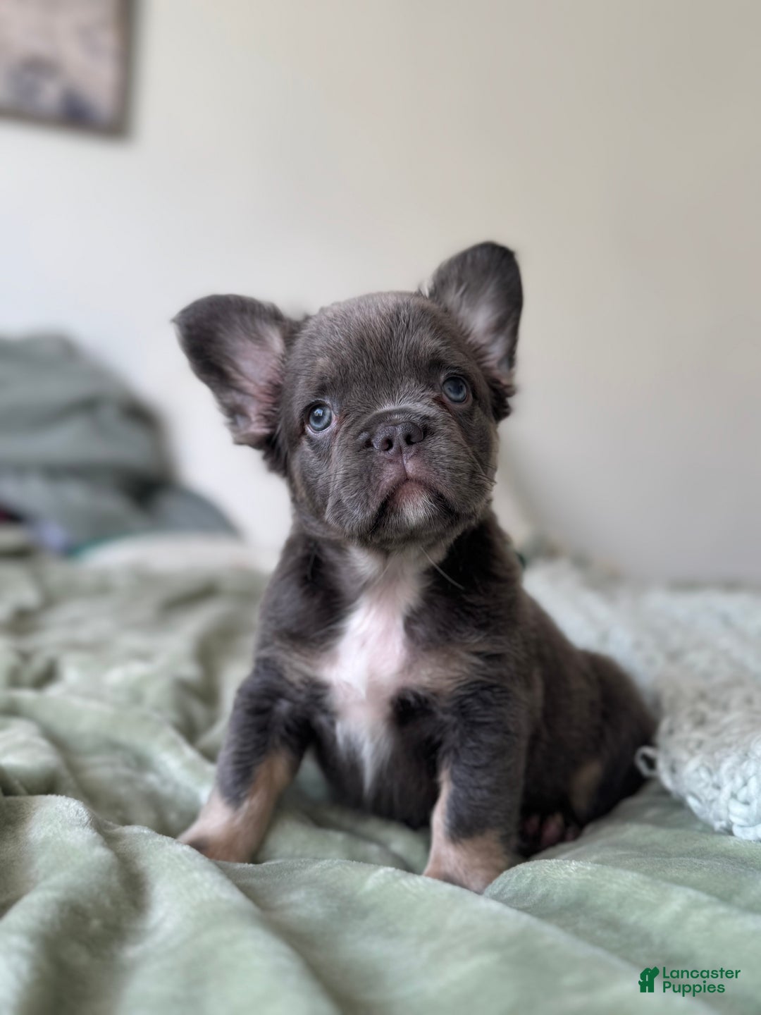 French Bulldog dogs for sale: Lilac tan Fluffy Female  - Ad 3