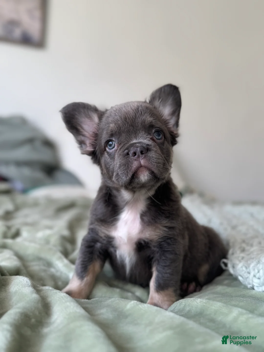 French Bulldog dogs for sale: Lilac tan Fluffy Female  - Ad 6