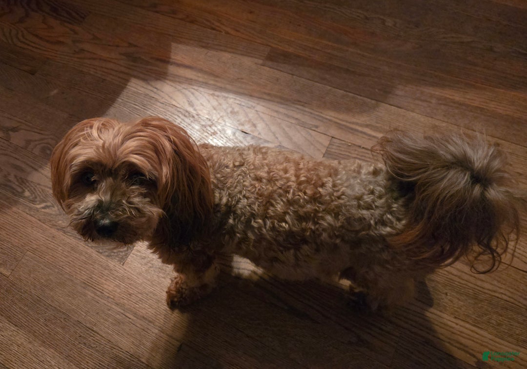 Havapoo dogs for sale: Havapoo Puppy 5 - Ad 2