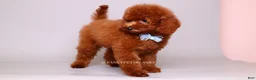 Toy Poodle dogs for sale: Francisca teddy bear dream  - Ad 7