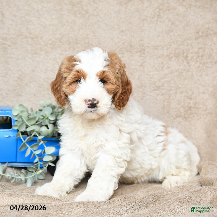 Goldendoodle dogs Snickerdoodle - Ad 1