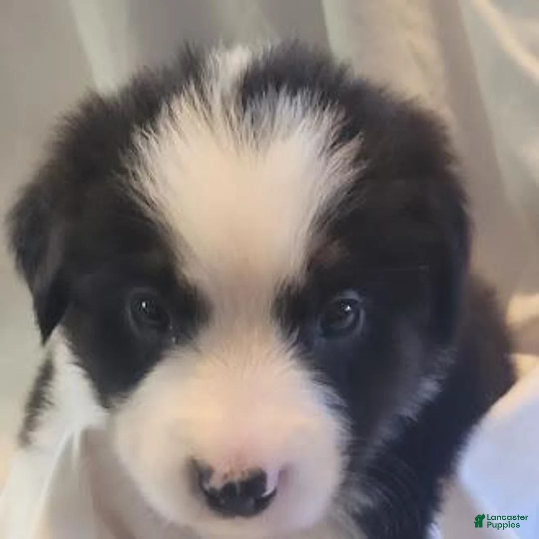 Mixed Breed dogs for sale: Brutus - Ad 1