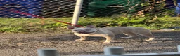 French Bulldog dogs for sale: French Bulldog 3 - Ad 9