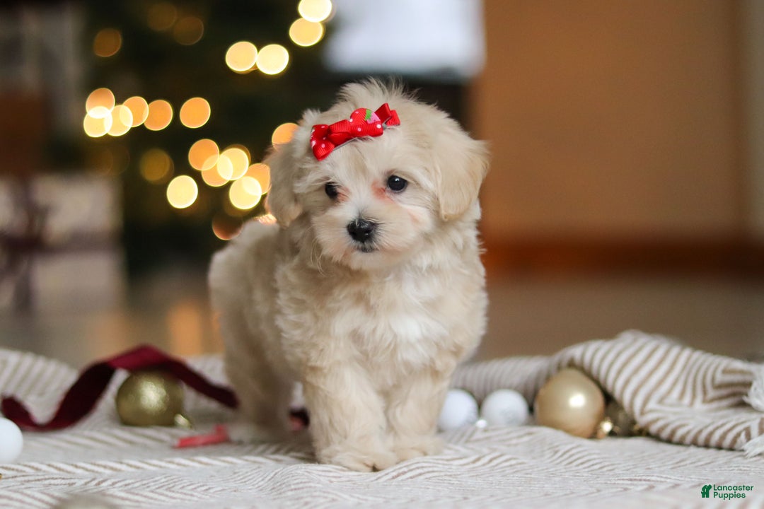 Maltipoo dogs for sale: Camila - Ad 7