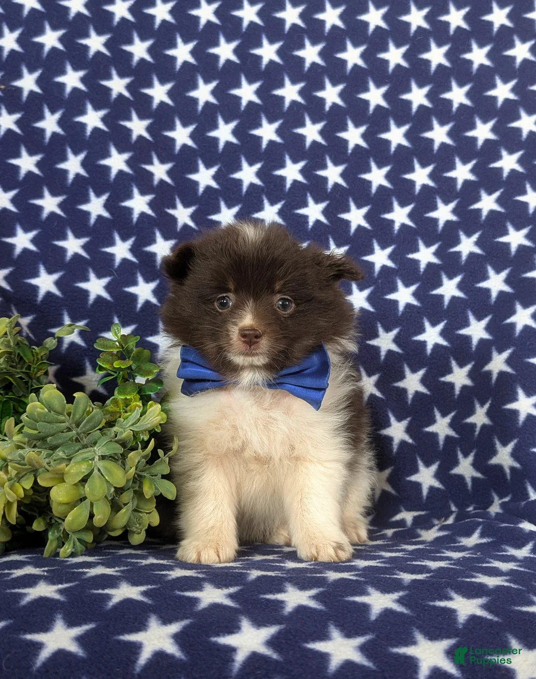 Pomeranian dogs for sale: Lafayette Chocolate/White - Ad 2