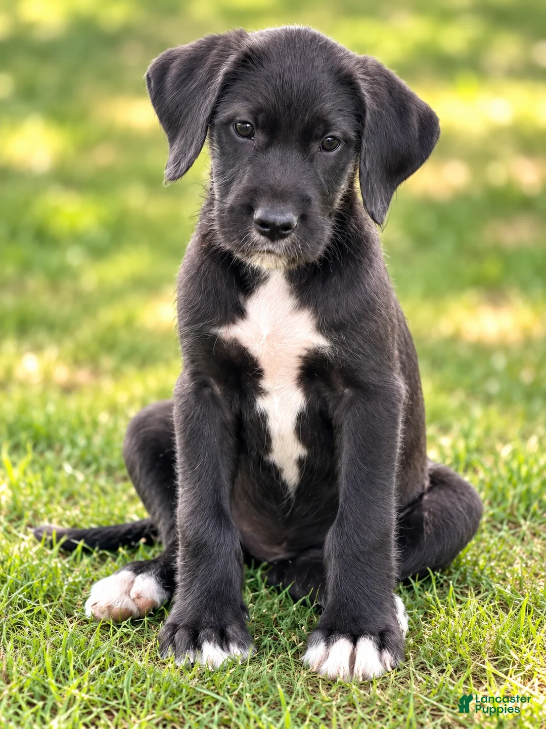Labradoodle dogs for sale: Freya $195  - Ad 1