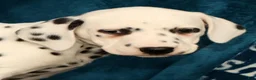 Dalmatian dogs for sale: Janice - Ad 7