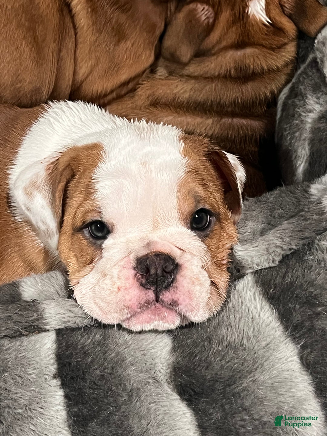 English Bulldog dogs for sale: English Bulldog litter of 5 puppies - Ad 9
