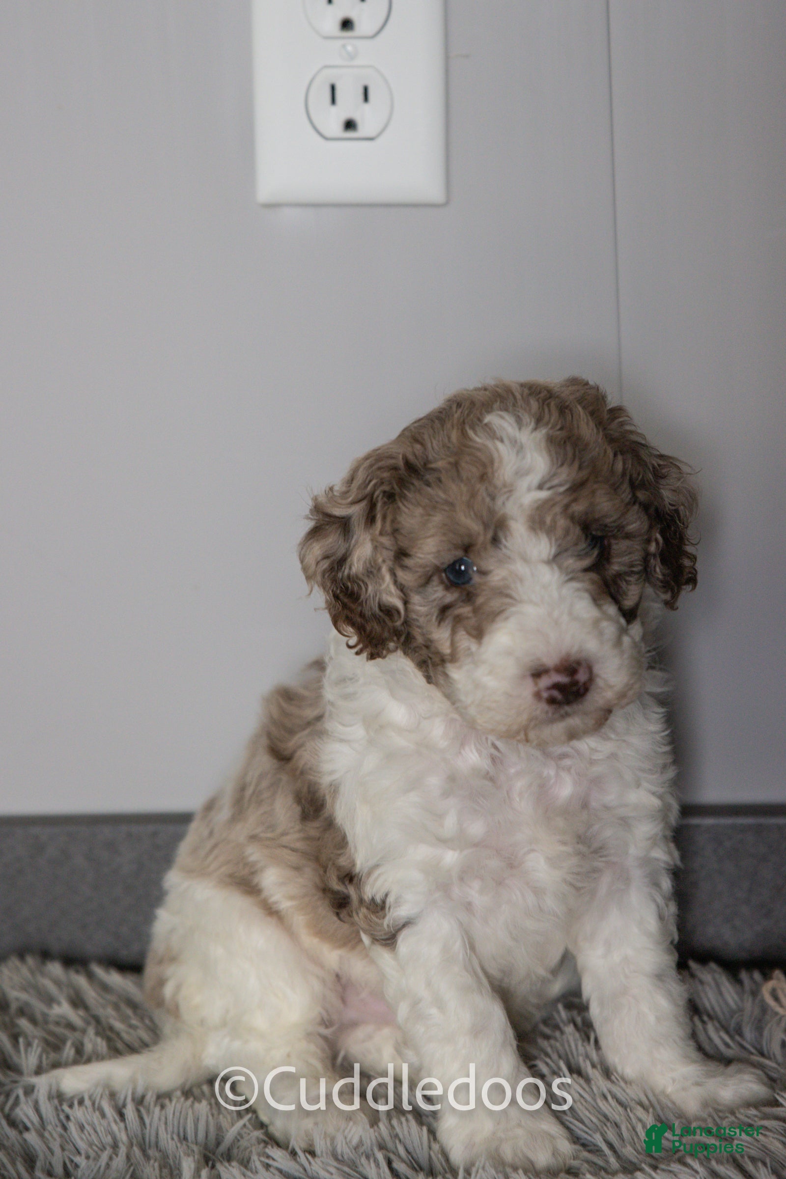 Mixed Breed dogs Everest - Ad 1