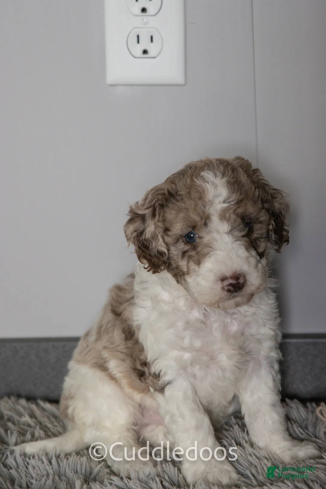 Mixed Breed dogs for sale: Everest - Ad 2