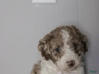 Mixed Breed dogs for sale: Everest - Ad 4