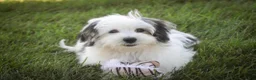 Havanese dogs for sale: Twila Havanese Puppy  - Ad 7