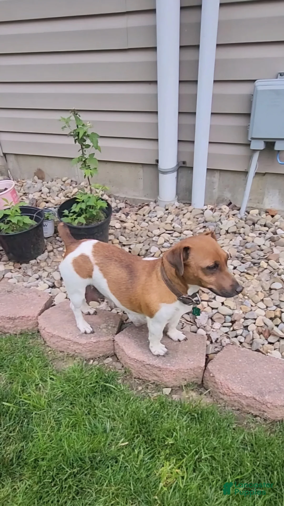 Jack Russell Terrier dogs for sale: Daisy - Ad 8