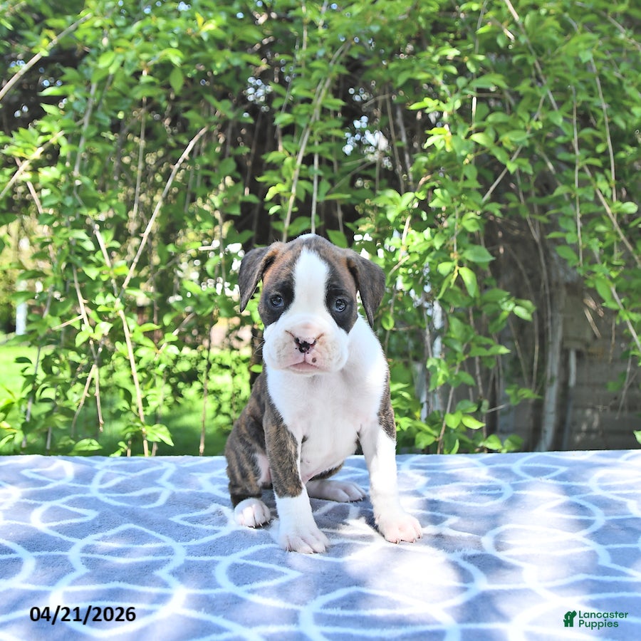 Boxer dogs Atlas - Ad 2