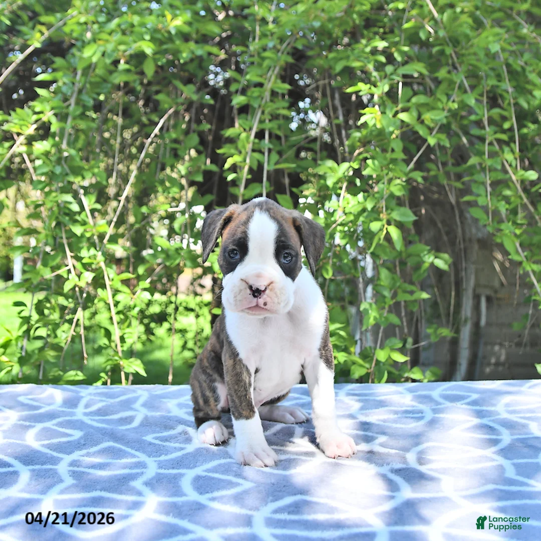 Boxer dogs for sale: Atlas - Ad 2