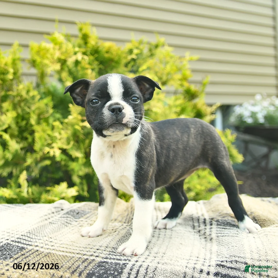 Boston Terrier dogs for sale: Lottie  - Ad 1