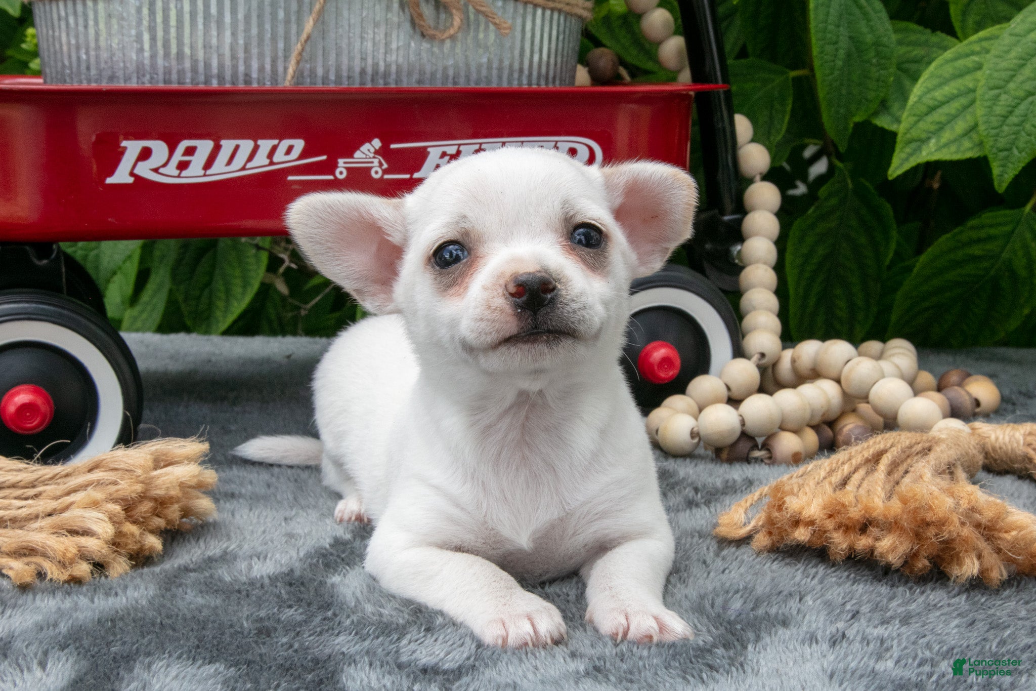 Chihuahua dogs Salty Caramel - Ad 1