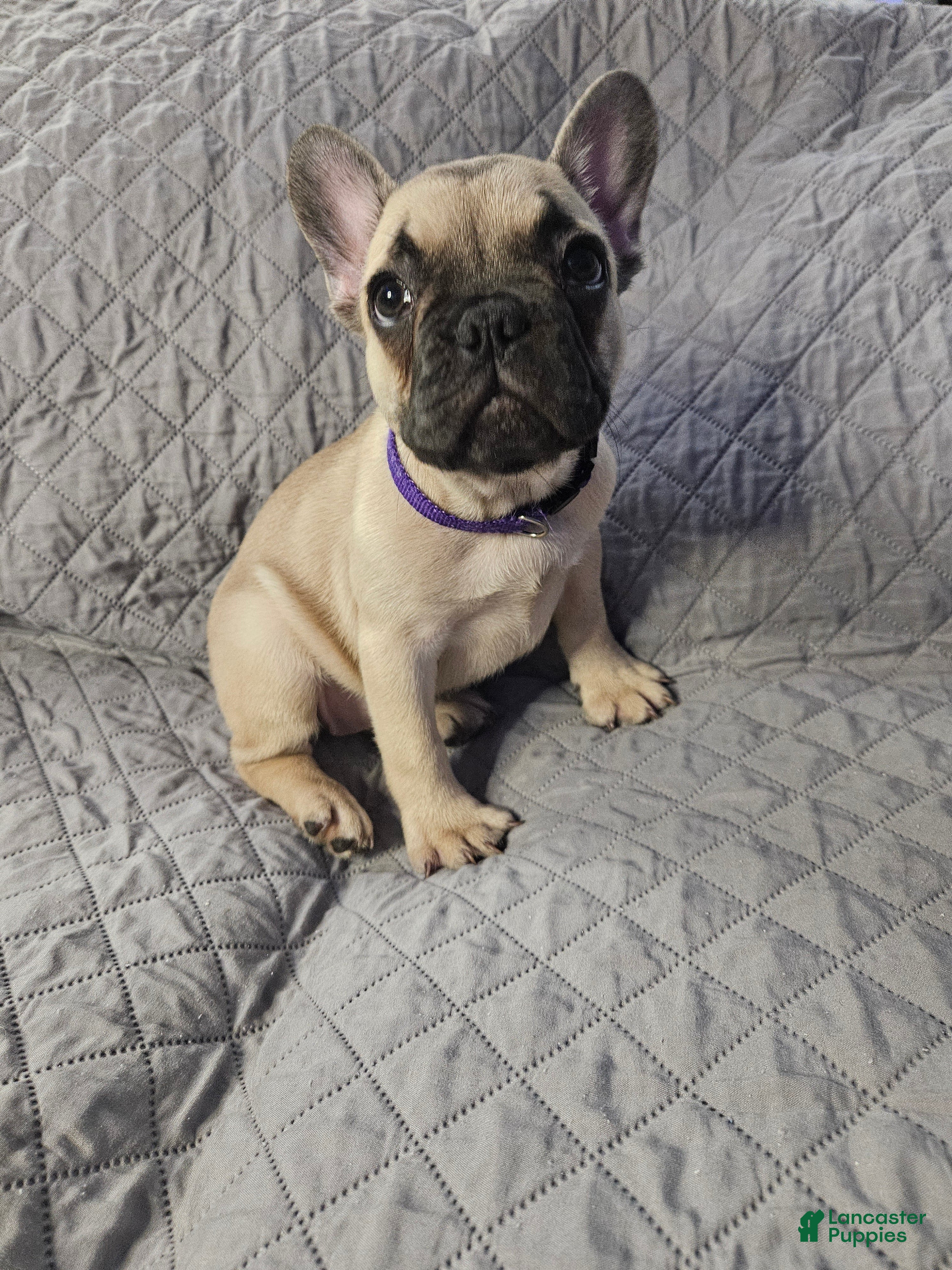 French Bulldog dogs Purple - Ad 29
