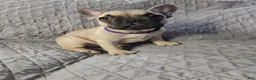French Bulldog dogs for sale: Purple - Ad 1