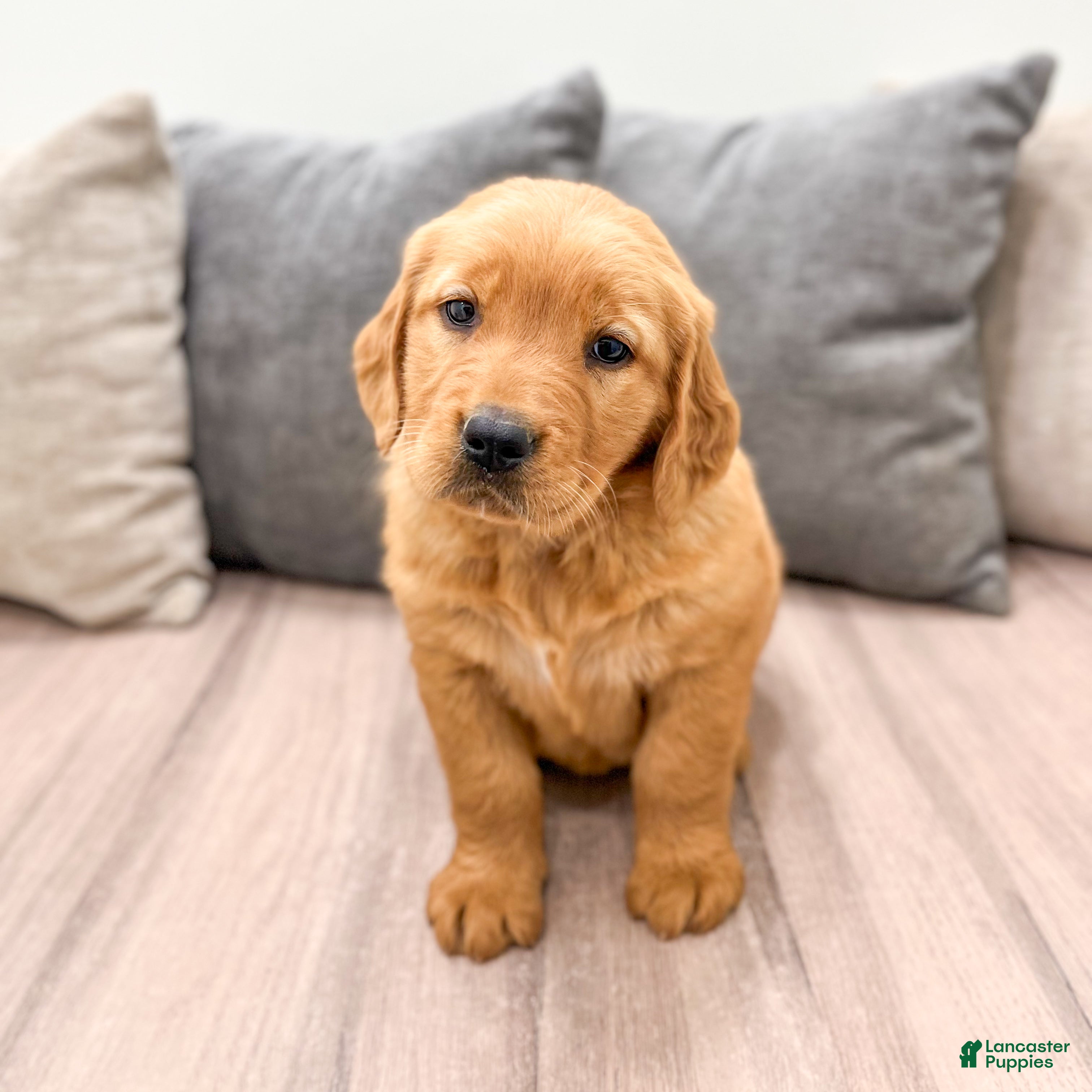 Golden Retriever dogs Betty - Ad 2