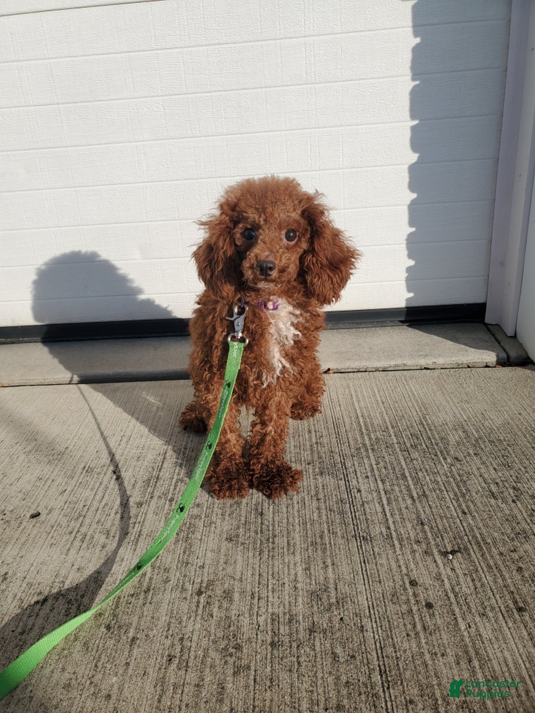 Toy Poodle dogs for sale: Emmy - Ad 8