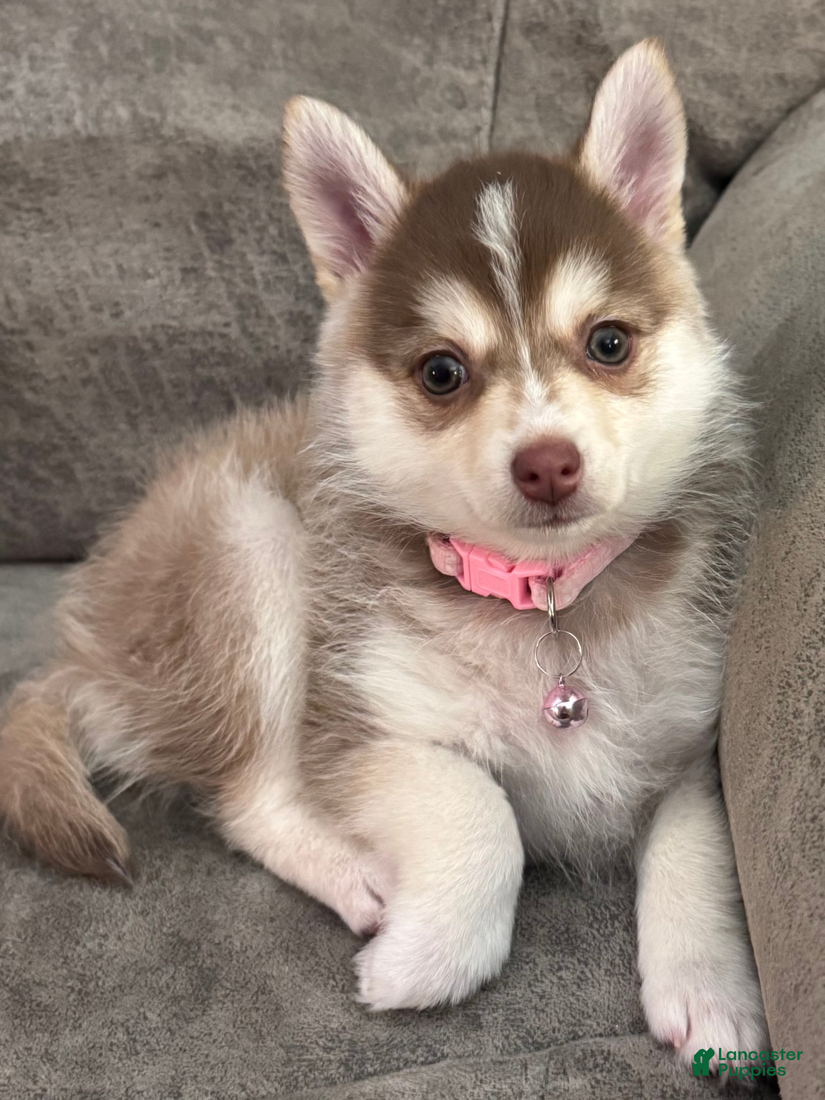 Pomsky dogs Pomsky Puppy 2 - Ad 41
