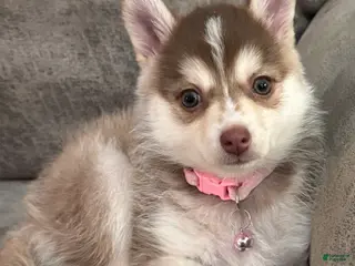Pomsky dogs Pomsky Puppy 2 - Ad 41