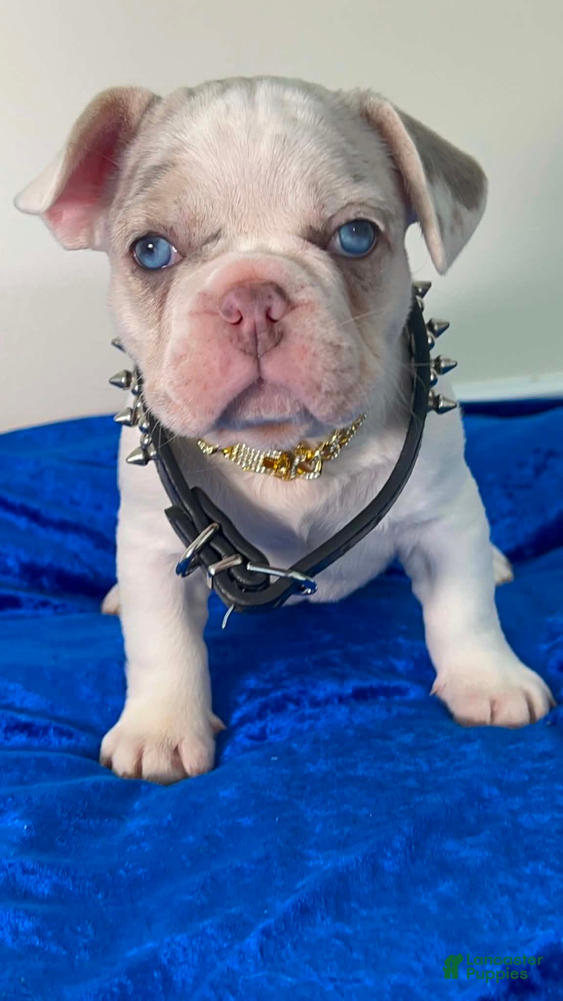 French Bulldog dogs French Bulldog 1 - Ad 1