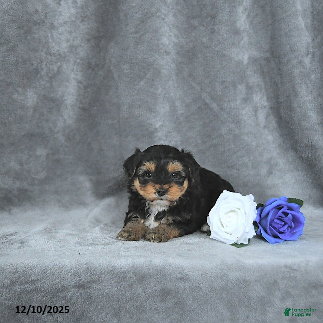 Mixed Breed dogs for sale: Santa EXTRA SMALL - Ad 2