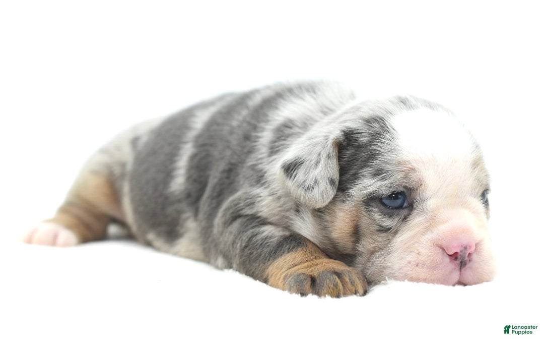 Mixed Breed dogs for sale: Aqua blue koi  - Ad 16