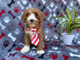 Cavapoo dogs Topher - Ad 7