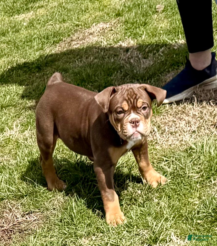 Olde English Bulldogge dogs Mousse - Ad 21