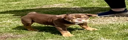 Olde English Bulldogge dogs for sale: Mousse - Ad 8