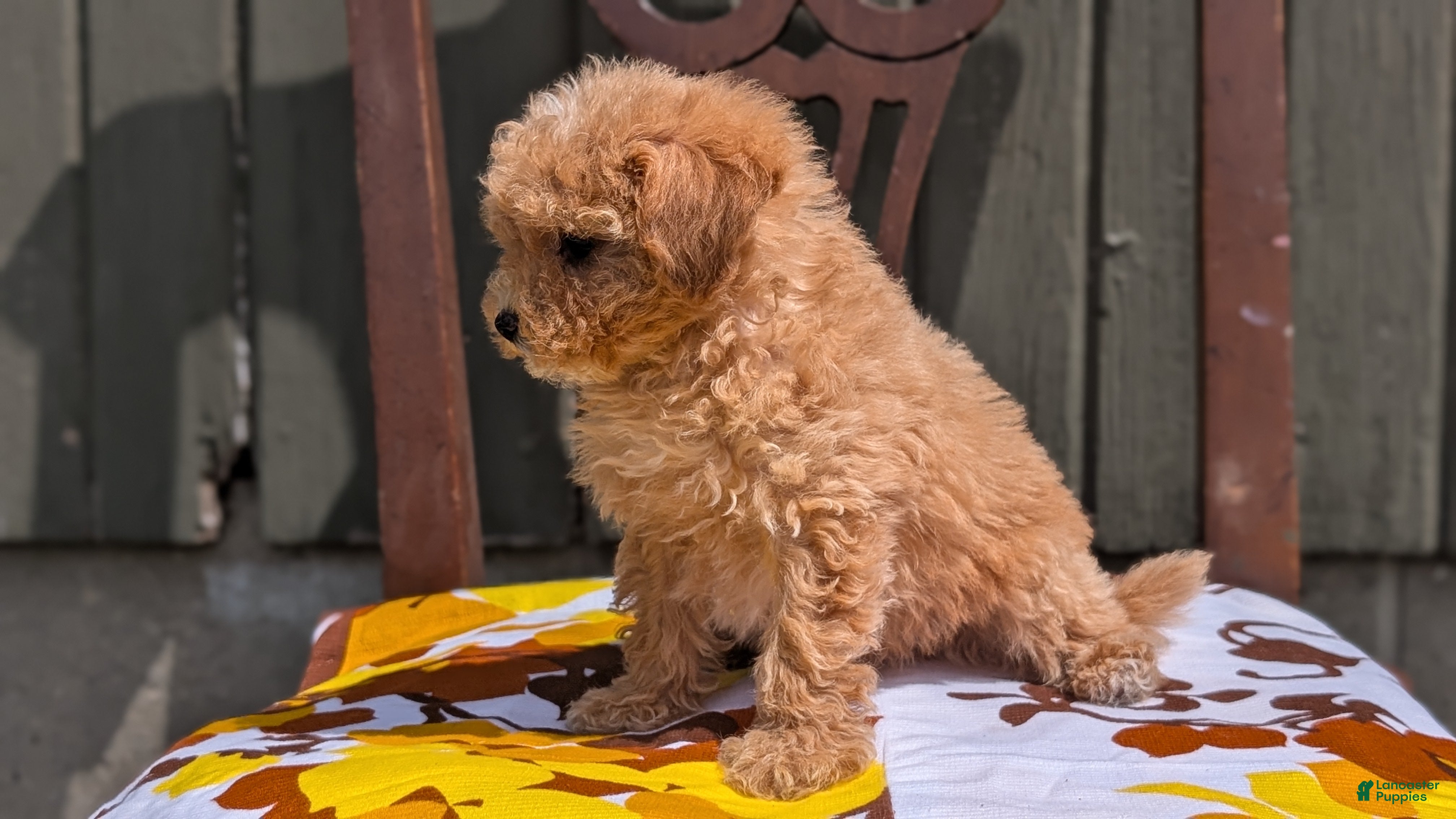 Miniature Poodle dogs Sparky - Ad 2