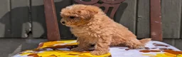 Miniature Poodle dogs for sale: Sparky - Ad 2