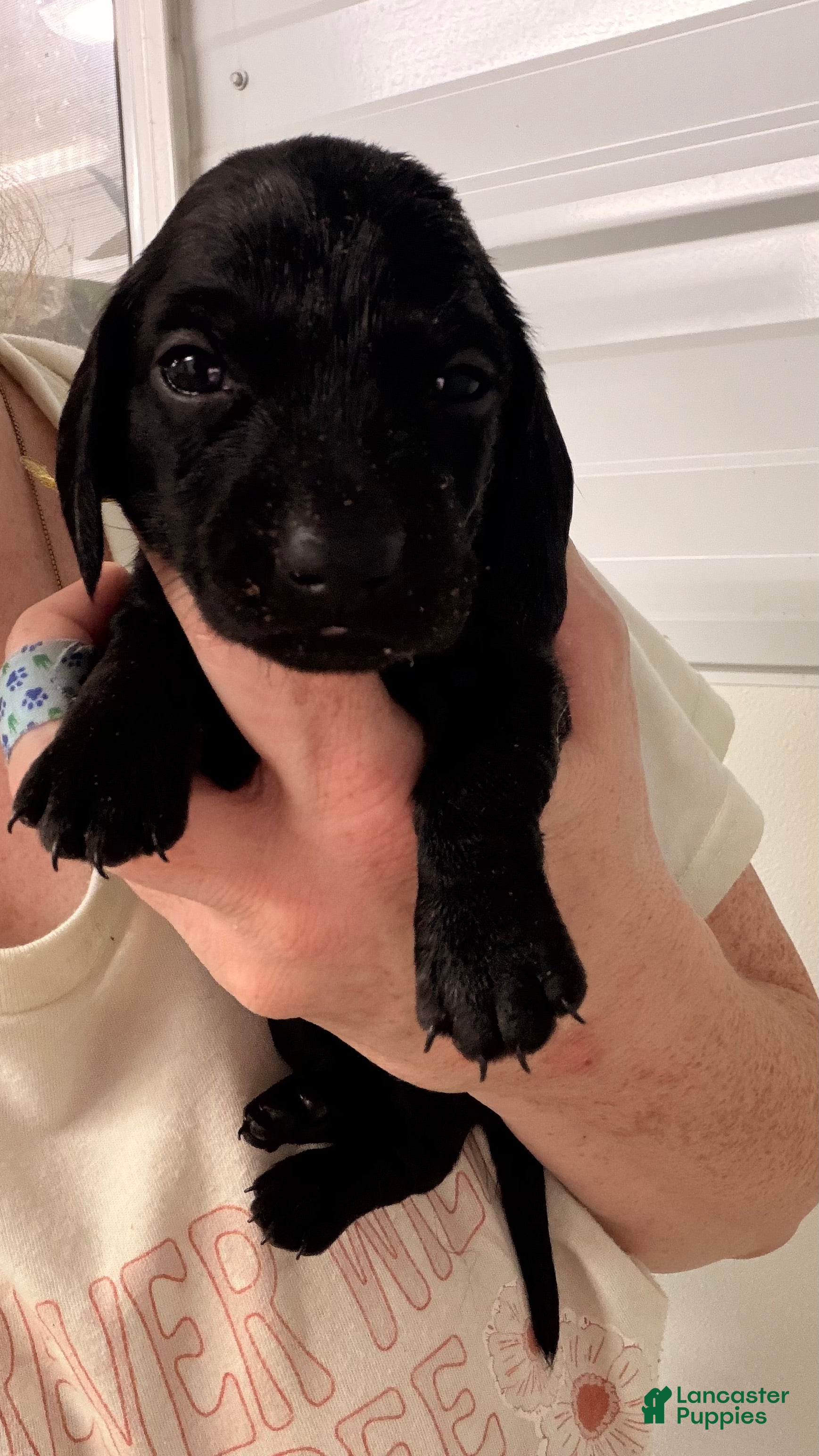 Miniature Dachshund dogs Miniature Dachshund 2 - Ad 1