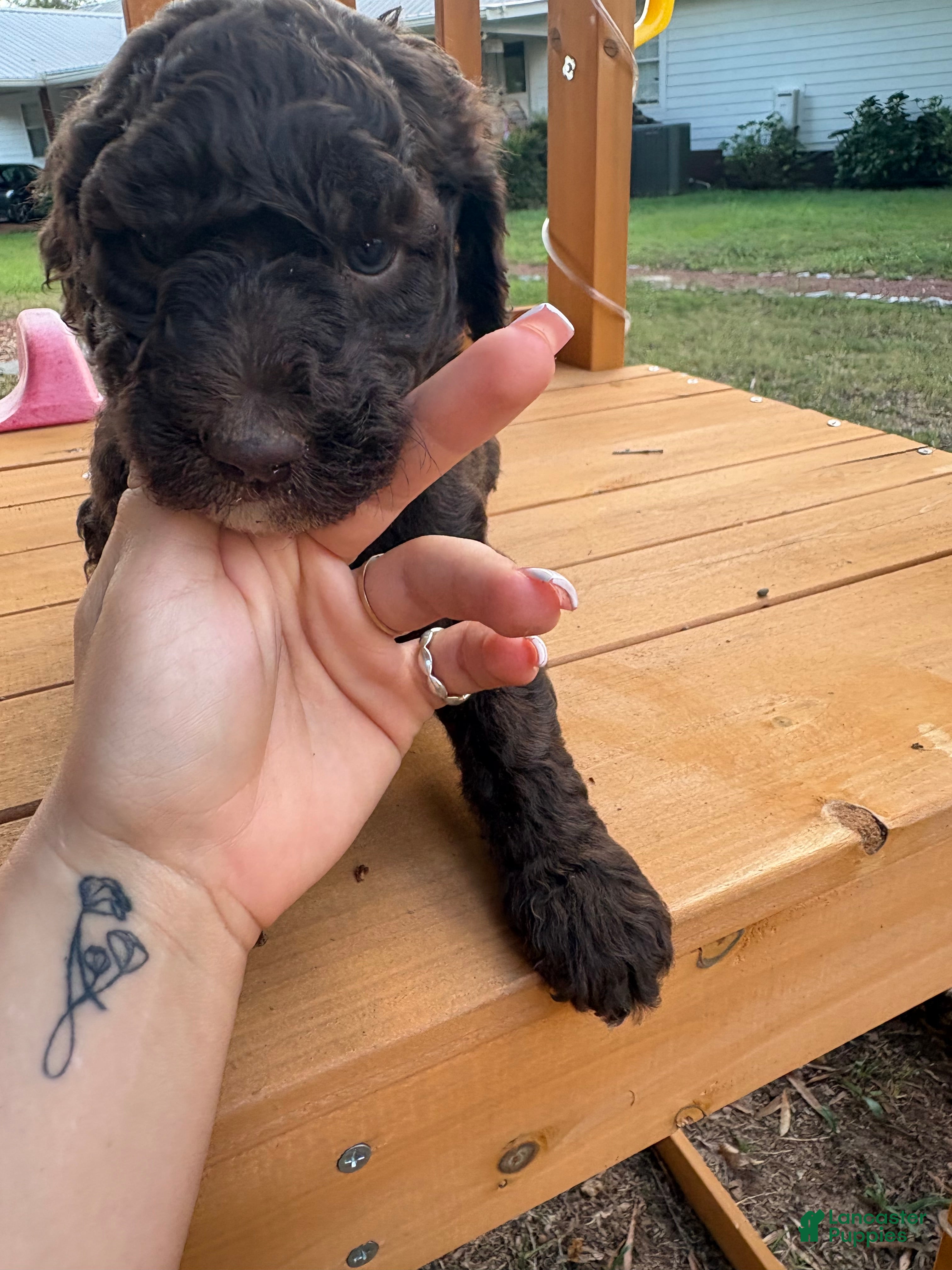 Standard Poodle dogs Standard Poodle (twinkle) - Ad 18