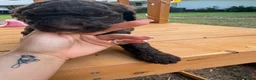 Standard Poodle dogs for sale: Standard Poodle (twinkle) - Ad 1