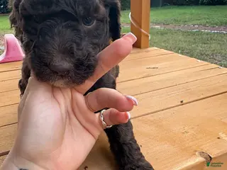 Standard Poodle dogs Standard Poodle (twinkle) - Ad 34