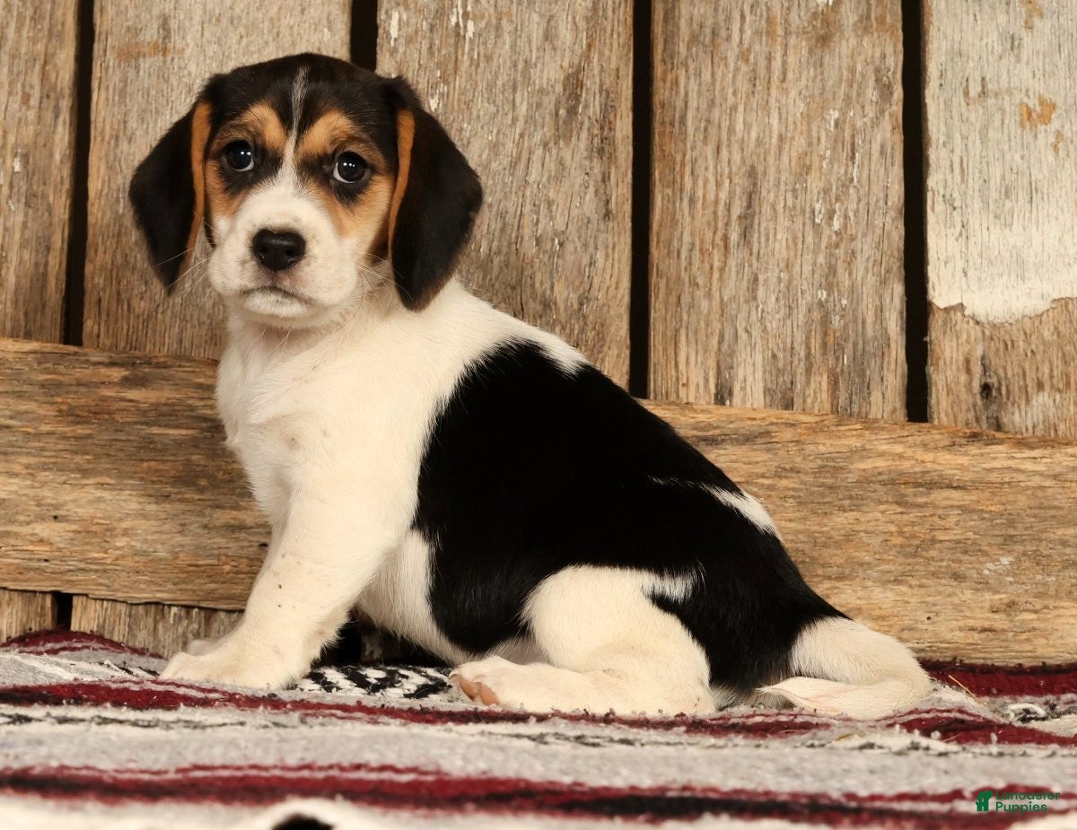 Beagle dogs for sale: Cuddles - Ad 1