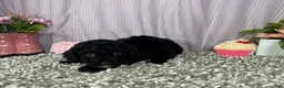 Miniature Poodle dogs for sale: Miniature Poodle 1 - Ad 5