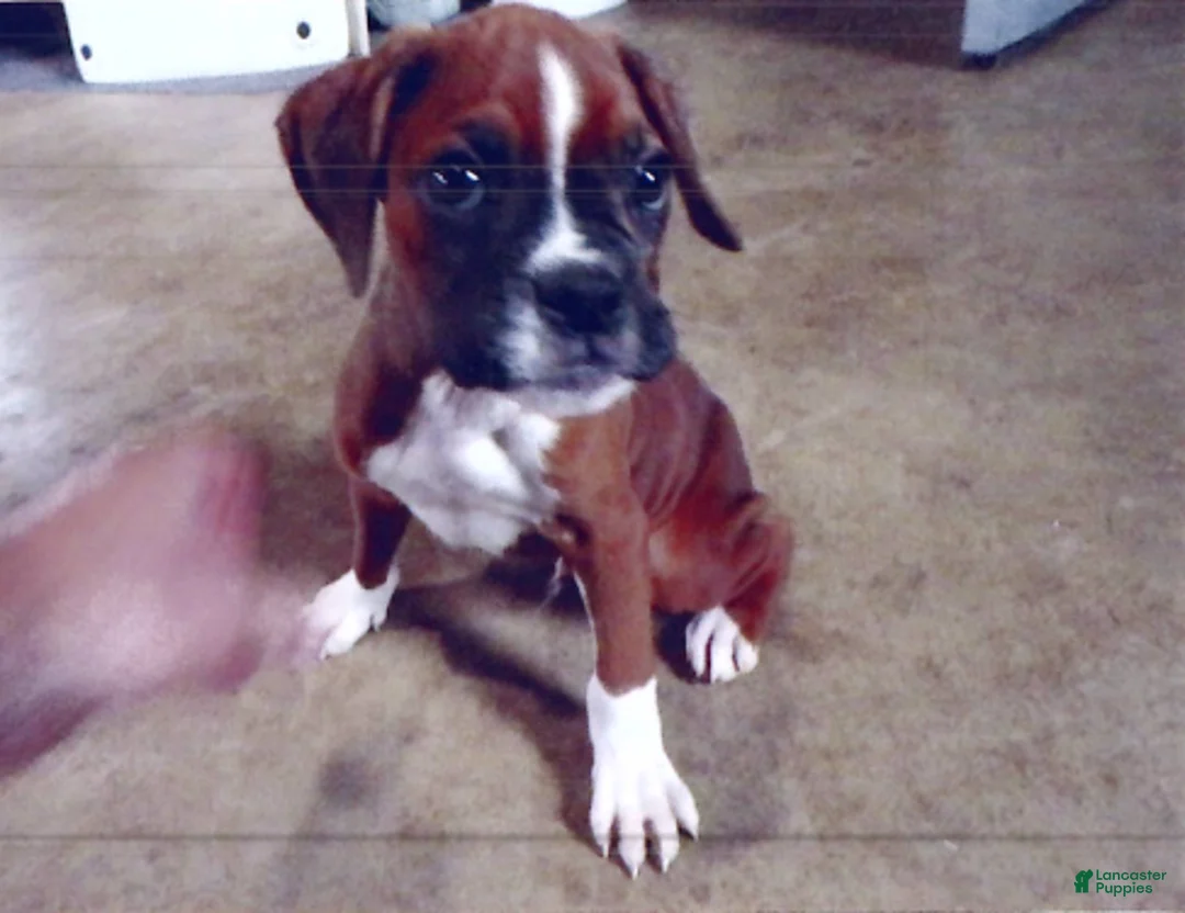 Boxer dogs for sale: Oscar - Ad 1