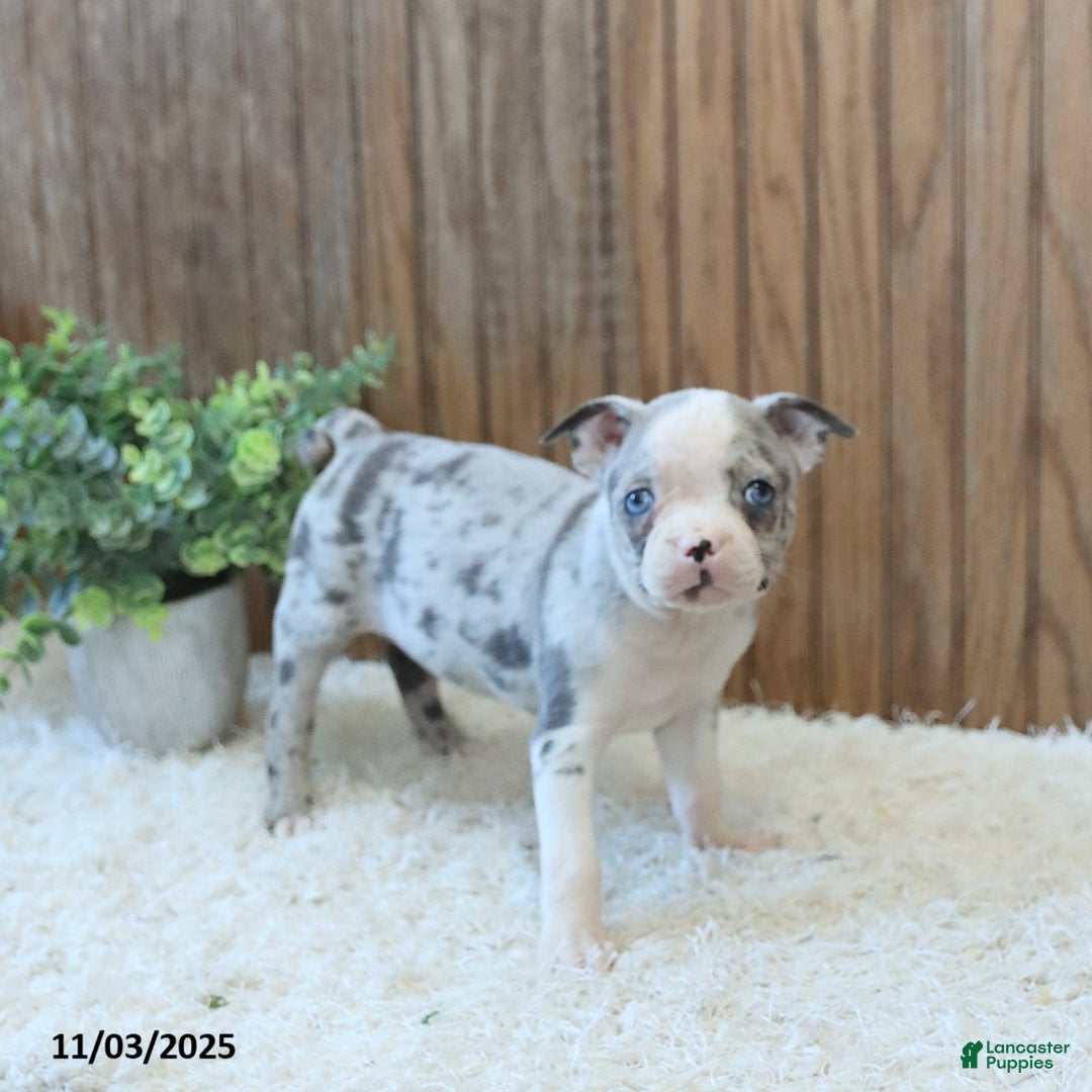 Boston Terrier dogs for sale: Penny - Ad 3