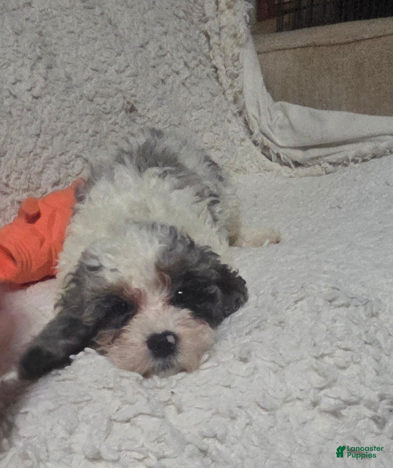 Cockapoo dogs Sarah - Ad 41