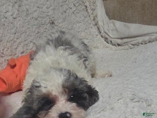 Cockapoo dogs Sarah - Ad 41