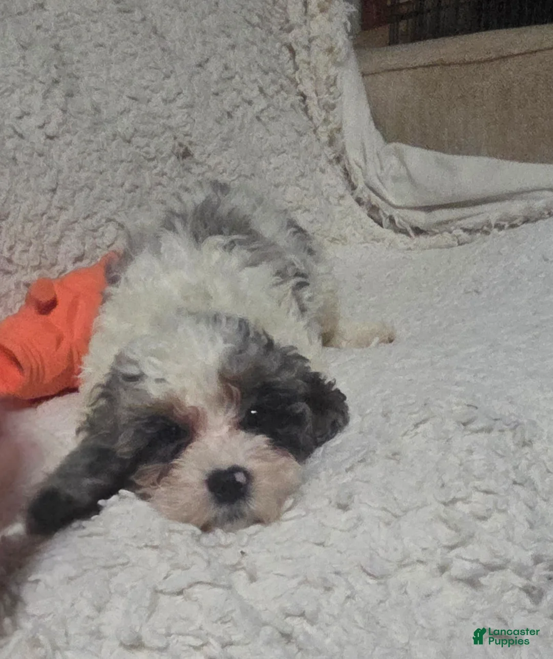 Cockapoo dogs for sale: Sarah - Ad 7