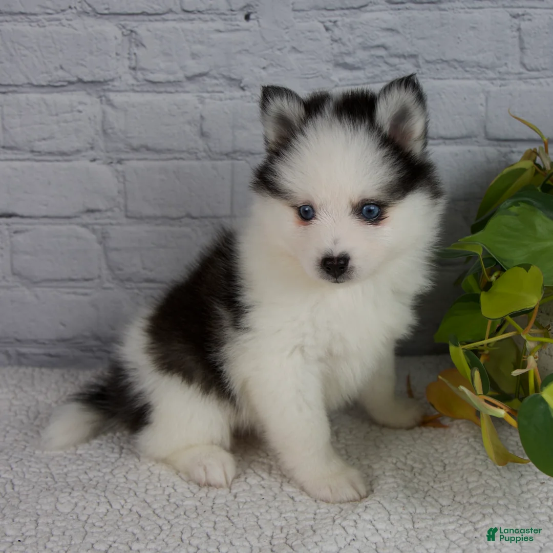 Pomsky dogs for sale: Niles - Ad 2