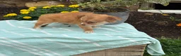 Chihuahua dogs for sale: Tillie - Ad 6