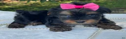 Yorkshire Terrier dogs for sale:  River - Ad 3