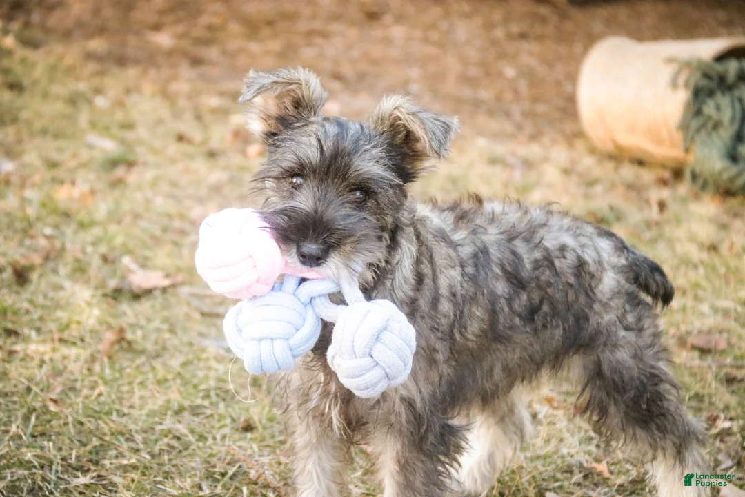 Miniature Schnauzer dogs for sale: Millie - Ad 2